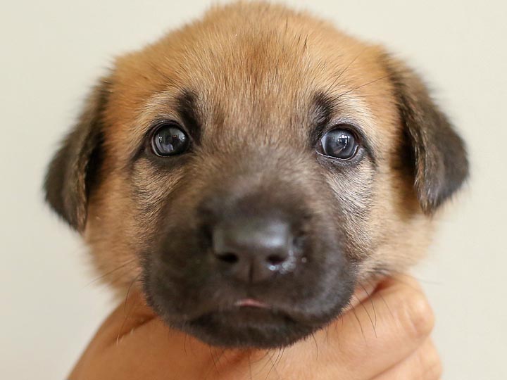 chinook puppy